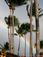 Rainbow palm