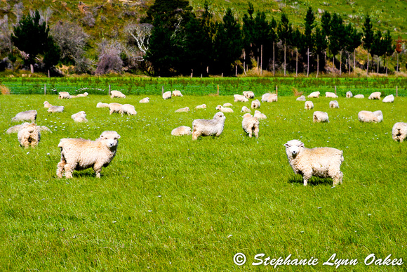 Sheep NZ