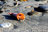 sea Shell