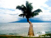 Ocean Palm